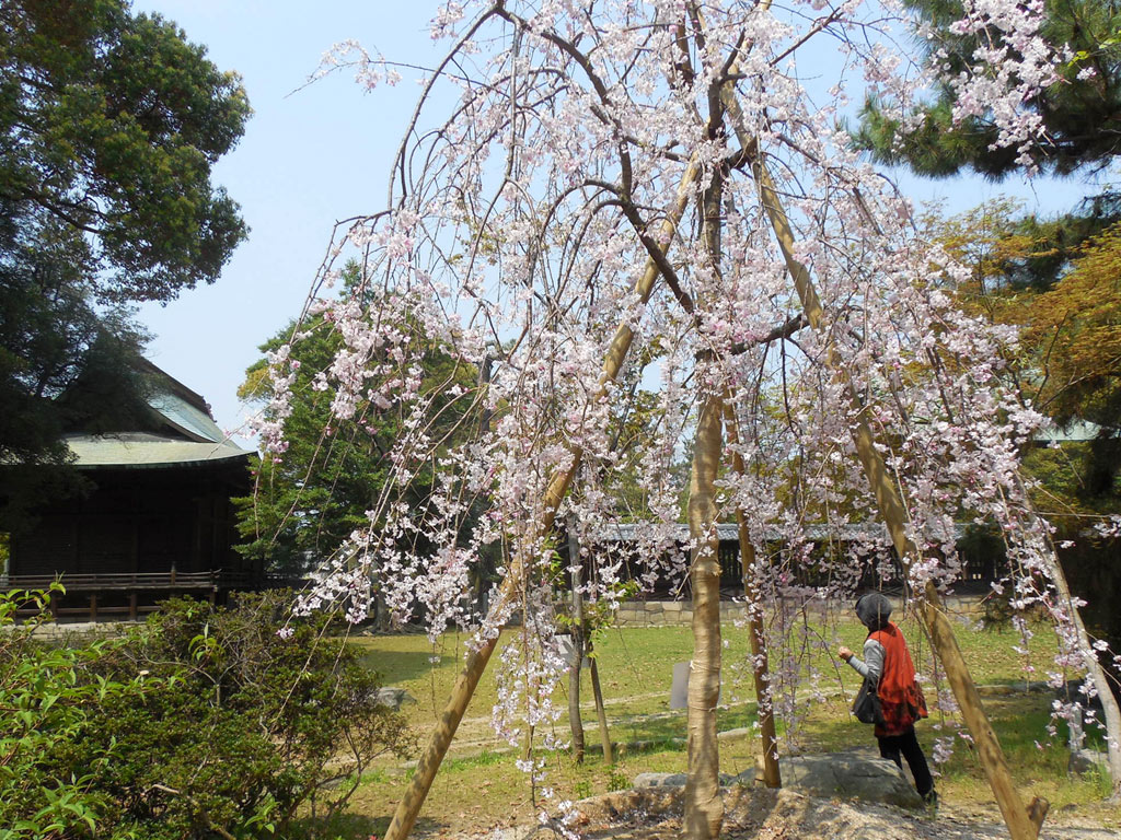 篠山城跡の枝垂桜、満開です。